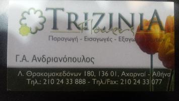 TRIZINIA FLOWERS - ΑΝΔΡΙΑΝΟΠΟΥΛΟΣ ΓΕΩΡΓΙΟΣ